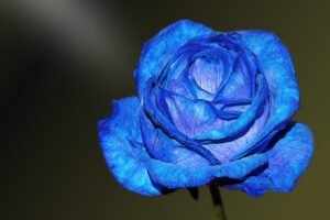 blue roses