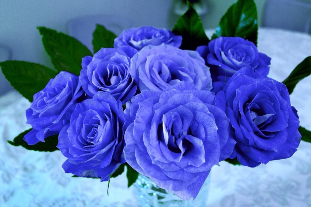 blue roses