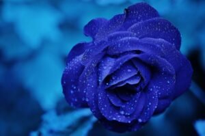 blue roses